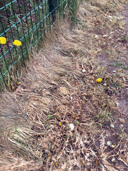 Ökoloogiline keemiavaba umbrohutõrje ECO WEED KILLER PRO-10 - Image 7