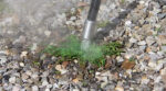Ökoloogiline keemiavaba umbrohutõrje EWK GARDEN - Image 11