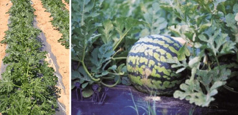 Maasikakile MC-60-1.2P - Image 8